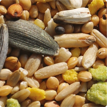 400533 agapornis ninfas