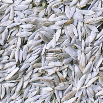 701106 lechuga blanca